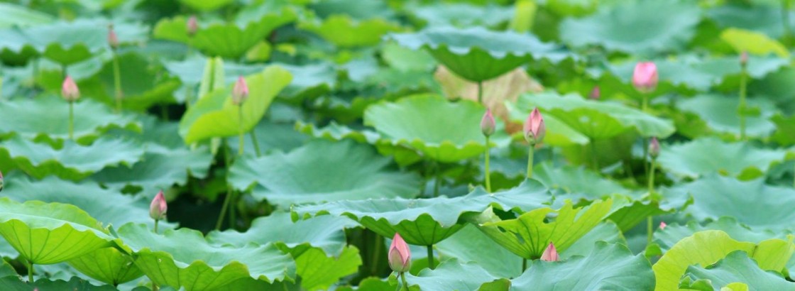 Red Lotus Travel company